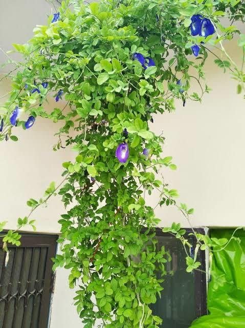 Butterfly Pea